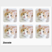 Sweet Blue Eyed Kat Vierkante Sticker (Vel)