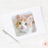 Sweet Blue Eyed Kat Vierkante Sticker (Envelop)