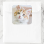 Sweet Blue Eyed Kat Vierkante Sticker (Tas)