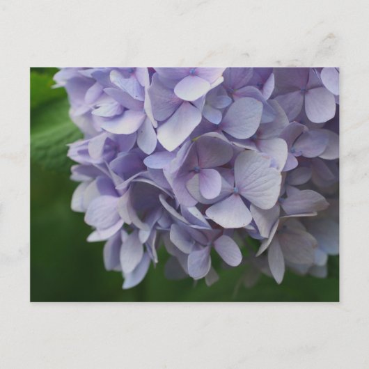Sweet Blue Hydrangea Flower Photo Briefkaart (Voorkant)