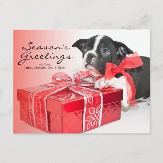 Sweet Boston Terrier puppy Briefkaart (Voorkant)
