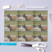 Sweet Boxer Tissuepapier (Craft)