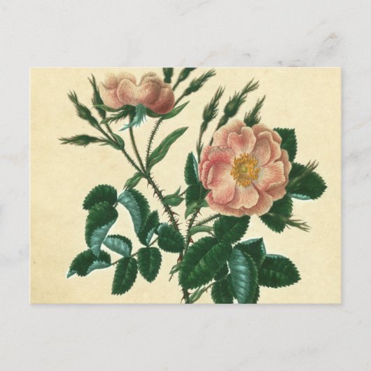 Sweet Briar-Roos Briefkaart (Voorkant)