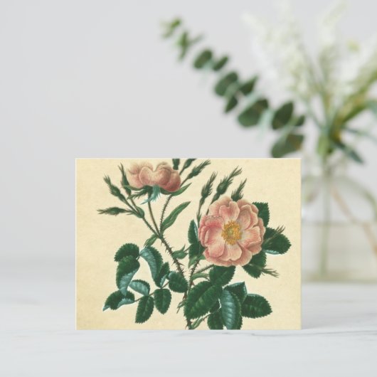 Sweet Briar-Roos Briefkaart (Staand voorkant)