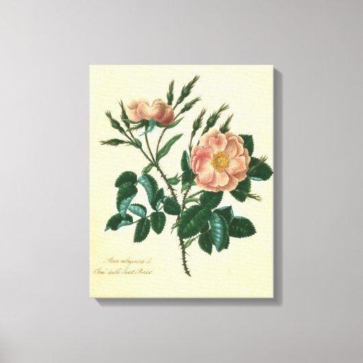 Sweet Briar-Roos Canvas Afdruk (Voorkant)