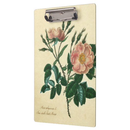 Sweet Briar-Roos Klembord (Links)