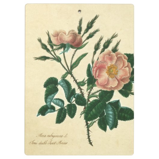 Sweet Briar-Roos Klembord (Achterkant)