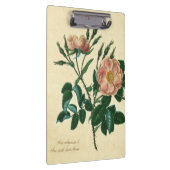 Sweet Briar-Roos Klembord (Rechts)