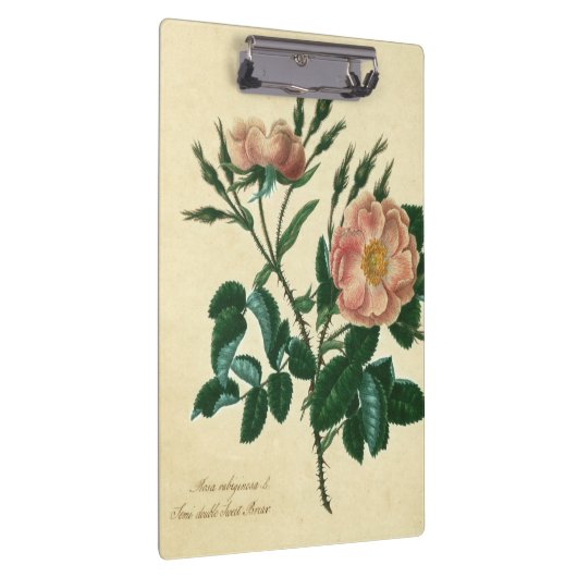 Sweet Briar-Roos Klembord (Rechts)