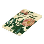 Sweet Briar-Roos Magneet (Linkerzijde)