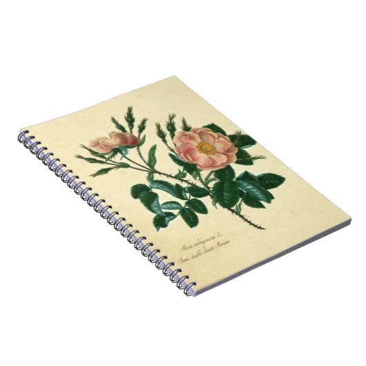 Sweet Briar-Roos Notitieboek (Rechterzijde)