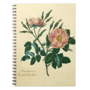Sweet Briar-Roos Notitieboek