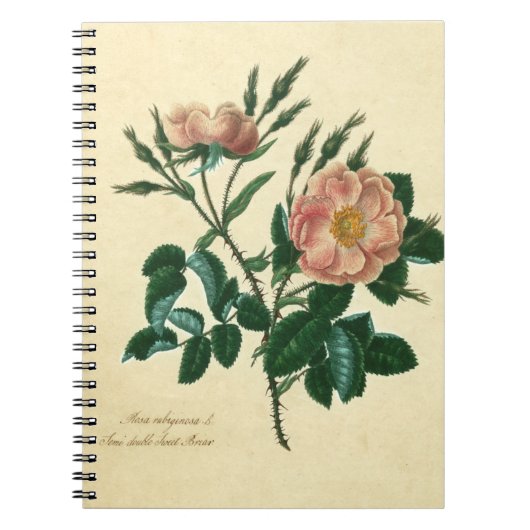 Sweet Briar-Roos Notitieboek (Voorkant)