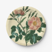 Sweet Briar-Roos Papieren Bordje (Voorkant)