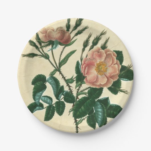 Sweet Briar-Roos Papieren Bordje (Voorkant)