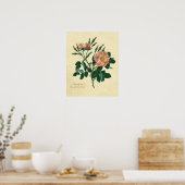 Sweet Briar-Roos Poster (Keuken)