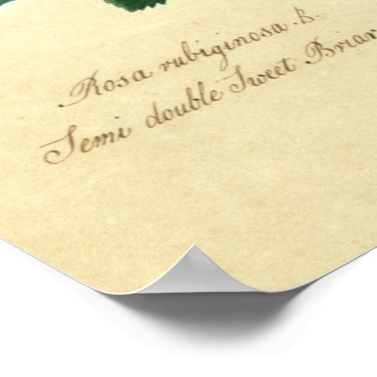 Sweet Briar-Roos Poster (Hoek)