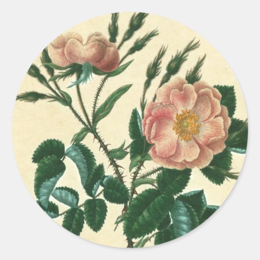 Sweet Briar-Roos Ronde Sticker (Voorkant)