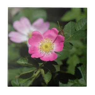 Sweet Briar-Roos (Rosa rubiginosa) Tegeltje