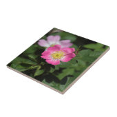 Sweet Briar-Roos (Rosa rubiginosa) Tegeltje (Zijkant)