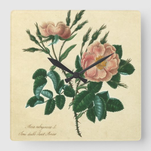 Sweet Briar-Roos Vierkante Klok (Voorkant)