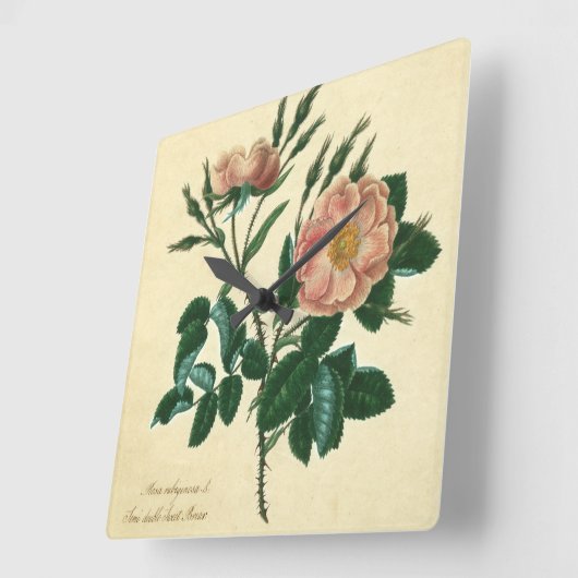 Sweet Briar-Roos Vierkante Klok (Hoek)