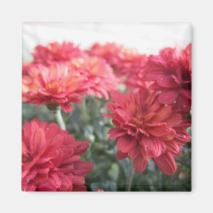 Sweet Bright Chrysanthemums Magnet