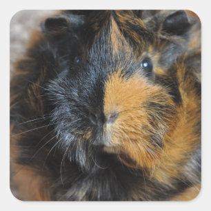 Sweet, Brindle, Rosette Guinee-Varkenshouding Vierkante Sticker