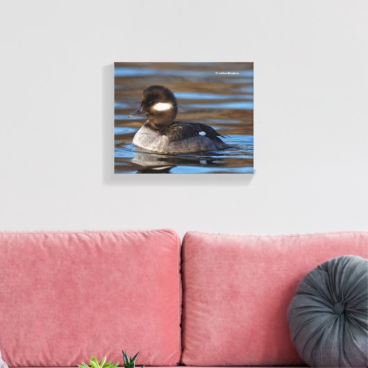 Sweet Bufflehead Duck op Sunlit Watts Canvas Afdruk (Insitu (Woonkamer))