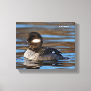 Sweet Bufflehead Duck op Sunlit Watts Canvas Afdruk