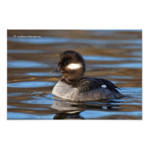 Sweet Bufflehead Duck op Sunlit Watts Foto Afdruk