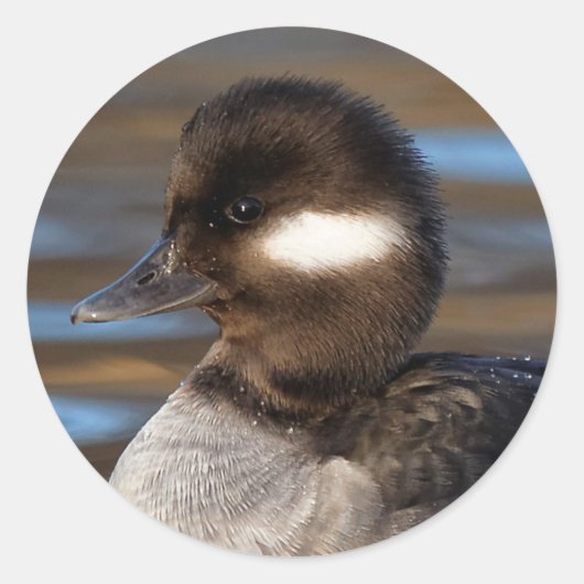 Sweet Bufflehead Duck op Sunlit Watts Ronde Sticker (Voorkant)