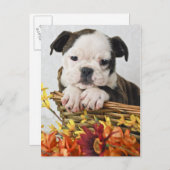 Sweet Bulldog Puppy Briefkaart (Voorkant / Achterkant)
