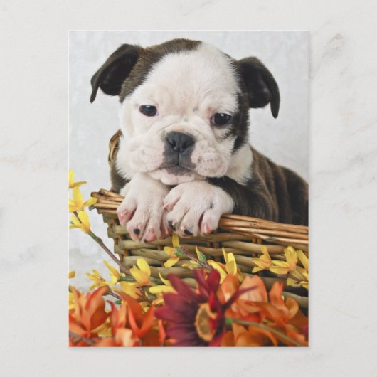 Sweet Bulldog Puppy Briefkaart (Voorkant)