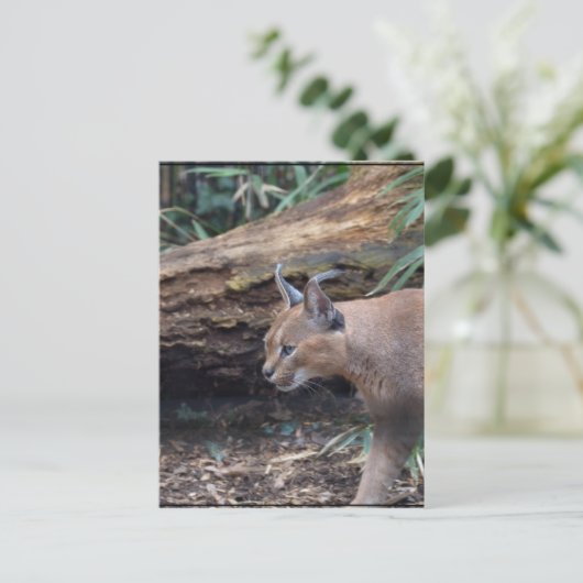 Sweet Caracal Briefkaart (Staand voorkant)