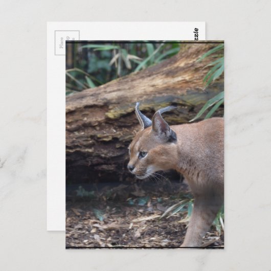 Sweet Caracal Briefkaart (Voorkant / Achterkant)