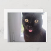 Sweet Cat Briefkaart (Voorkant / Achterkant)