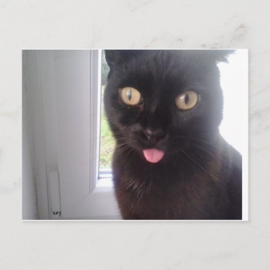 Sweet Cat Briefkaart (Voorkant)