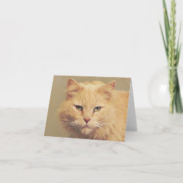 Sweet Cat wordt snel beter Kaart