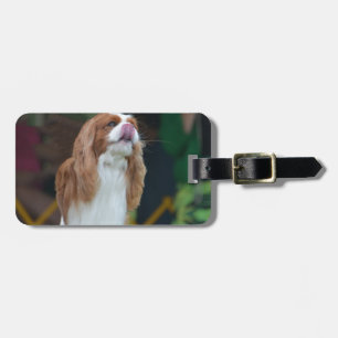 Sweet Cavalier King Charles Spaniel Bagagelabel