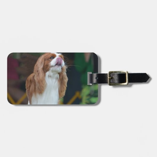 Sweet Cavalier King Charles Spaniel Bagagelabel (Voorkant horizontaal)