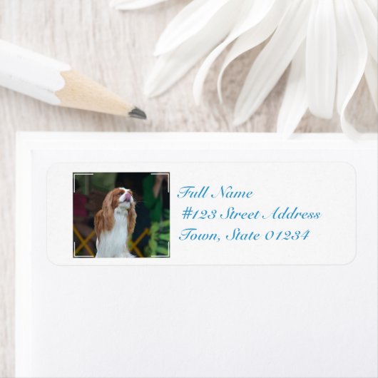 Sweet Cavalier King Charles Spaniel Etiket (Insitu)