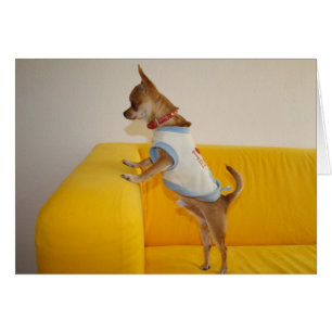 Sweet Charlie Chihuahua