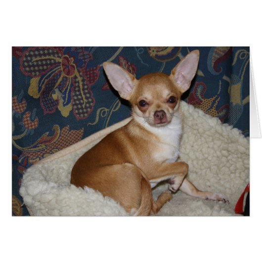 Sweet Charlie Chihuahua (Voorkant Horizontaal)