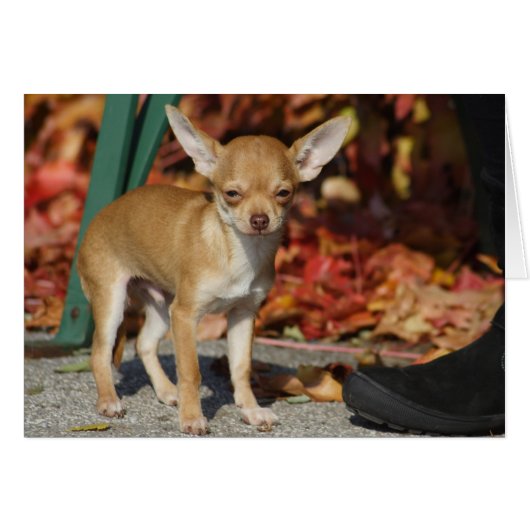 Sweet Charlie Chihuahua (Voorkant Horizontaal)