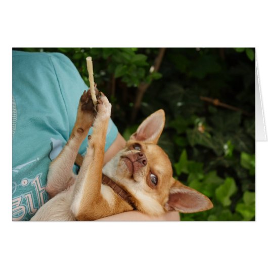 Sweet Charlie Chihuahua (Voorkant Horizontaal)