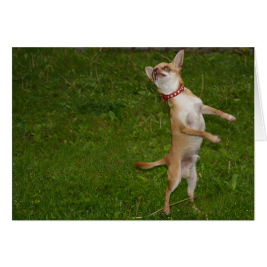 Sweet Charlie Chihuahua (Voorkant Horizontaal)