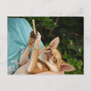 Sweet Charlie Chihuahua Briefkaart