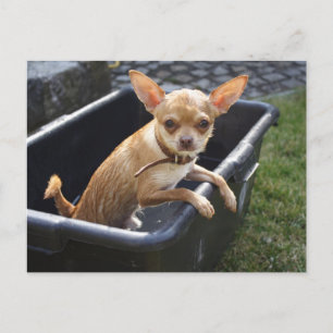 Sweet Charlie Chihuahua Briefkaart
