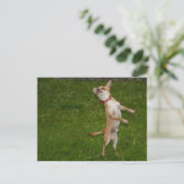 Sweet Charlie Chihuahua Briefkaart (Staand voorkant)